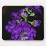 Purple Stock Flower-030 Mousepads