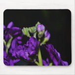 Purple Stock Flowers-0037 Mousepads