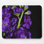 Purple Stock Flowers-035 Mouse Pad