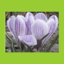 Purple Striped Crocuses Postcard postcards