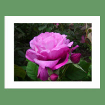 Purple summer rose postcard postcards