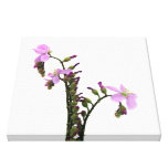 Purple Sundew Flowers Stretched Canvas Print
