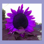 Purple Sunflower poster posters
