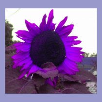Purple Sunflower poster posters