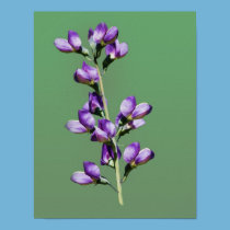 Purple Sweet Peas Flowers Print posters