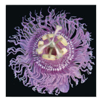 PURPLE SWIRL PRINT by KABSANNIE PURPLE SWIRL PRINT