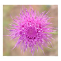 Purple Thistle Flower Poster posters by ArtAccompli Purple Thistle Flower Poster posters