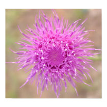 Purple Thistle Flower Poster posters by ArtAccompli Purple Thistle Flower Poster posters