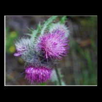 purple thistle postcards