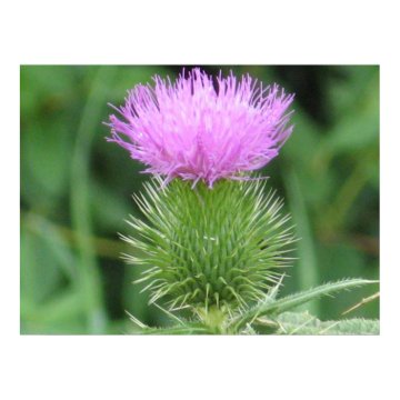 Purple Thistle Poster print