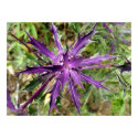Purple Thistle Starburst posters