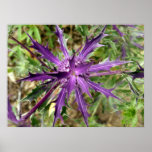 Purple Thistle Starburst Posters