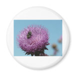 purple thistle with bee refrigerator magnet