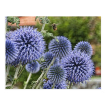 Purple Thistles and Bee in Brienz, Switzerland postcards