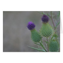 Purple Thistles Card
