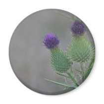 Purple Thistles magnets