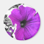 Purple Tinted Black and White Petunias Refrigerator Magnet