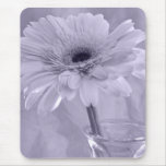 Purple Tinted Daisy