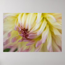 Purple Tipped White Dahlia Print