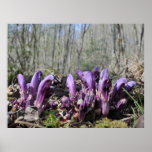 Purple toothwort print