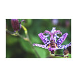 Purple Tricyrtis Toad Lily flower Stretched Canvas Prints
