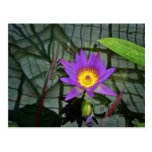 Purple Tropical Water Lily Postcard
