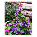 Purple Trumpet flowers posters