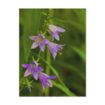 Purple Trumpets wildflowers Postcard