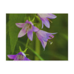 Purple Trumpets wildflowers Postcard