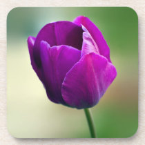 Purple Tulip Beverage Coaster