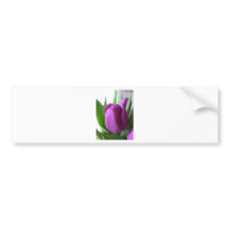Purple Tulip bumper stickers