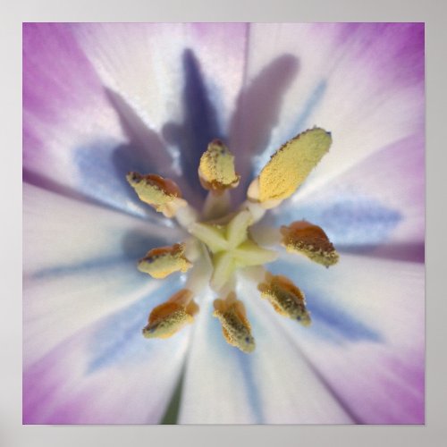 Purple Tulip Burst print