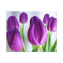 Purple Tulip Canvas Print