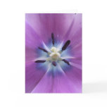Purple Tulip Cards