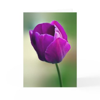 Purple Tulip Card