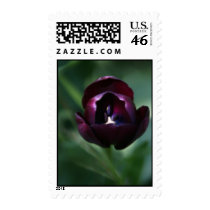 Purple Tulip Flower Postage Stamp