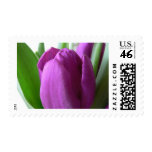 Purple Tulip Postage