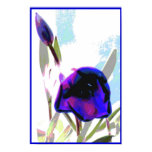 Purple Tulip