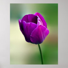 Purple Tulip Poster