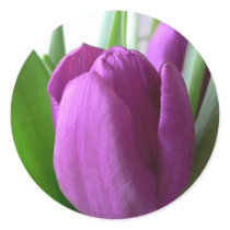 Purple Tulip Sticker