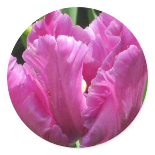 Purple Tulip sticker