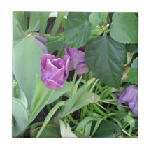 Purple Tulip Tiles