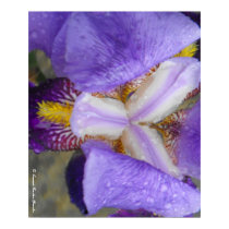 Purple Tulip with Raindrops II Poster
