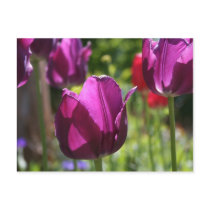 Purple Tulips 2007 postcards