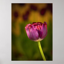 Purple Tulips, a focal piece for your wall Poster