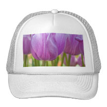 Purple Tulips Blooming in Spring Hat