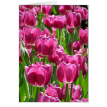Purple Tulips cards