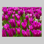 Purple Tulips in Keukenhof, Holland Print posters