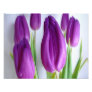 Purple Tulips Photo Print