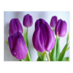Purple Tulips Post Cards